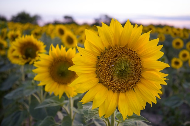 Sonnenblumen auf dem Hintergrund des Sonnenuntergangs