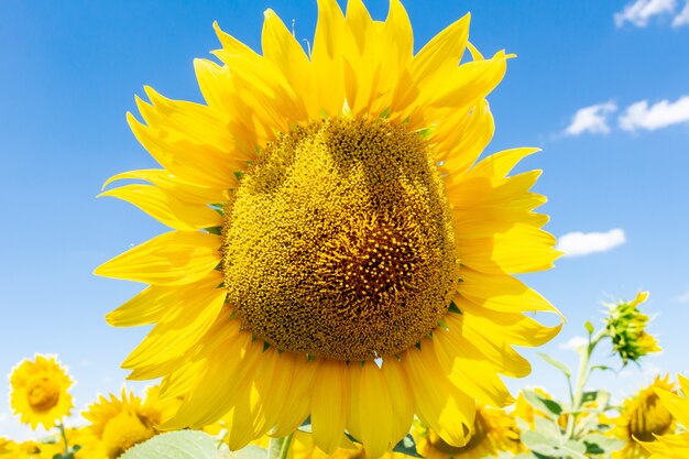 Sonnenblumen auf dem Landwirtschaftskonzept der Landwirtschaft des ländlichen Himmels der Landwirtschaft des blauen Himmels