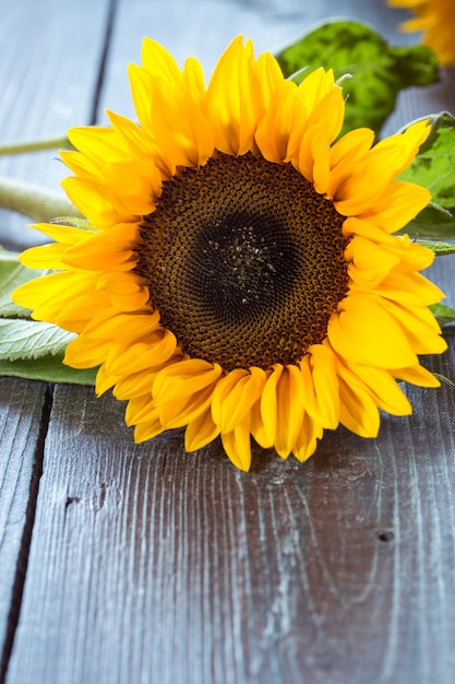 Sonnenblumen auf dem Tisch