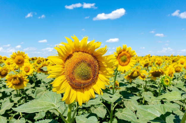 Sonnenblumen auf der Hintergrundlandwirtschaft des blauen Himmels, die Agronomiekonzept der ländlichen Wirtschaft bewirtschaftet