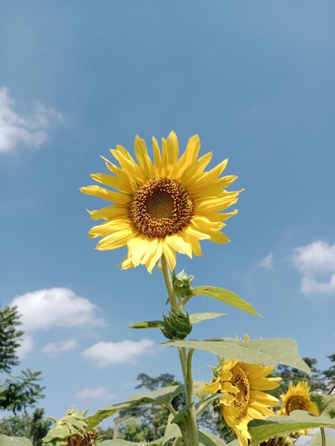 Foto sonnenblumen auf einem blauen himmelhintergrund