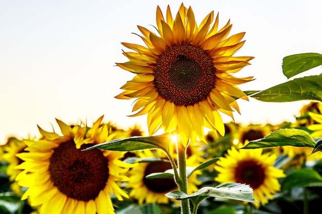 Sonnenblumen auf einem großen Feld. Blume nah oben.