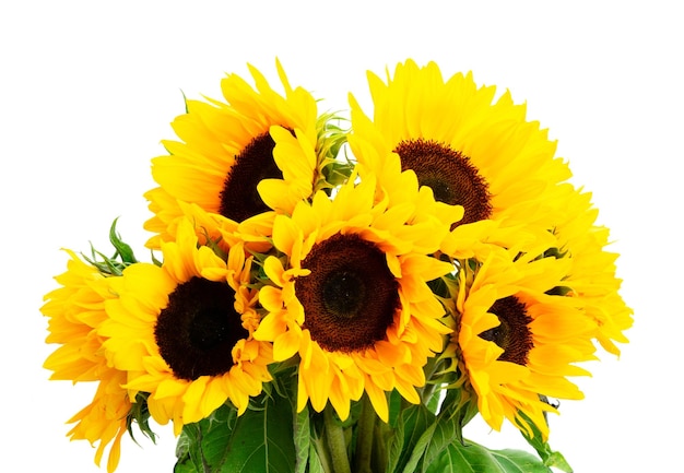 Sonnenblumen auf Weiß