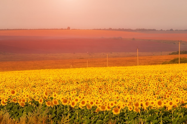 Sonnenblumen bei Sonnenuntergang