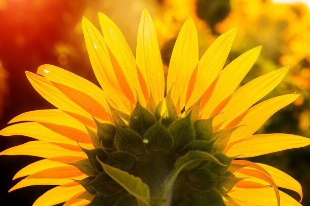 Sonnenblumen bei Sonnenuntergang