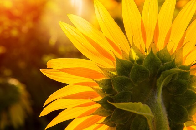 Sonnenblumen bei Sonnenuntergang