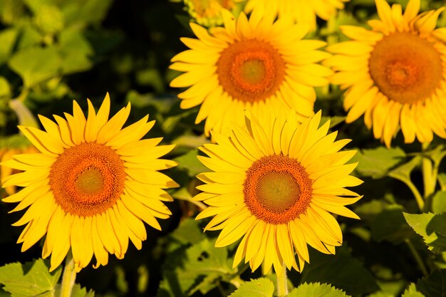 Sonnenblumen bei Sonnenuntergang