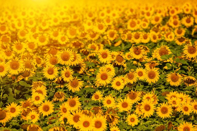 Sonnenblumen bei Sonnenuntergang