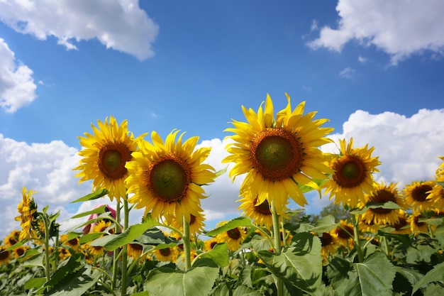 Sonnenblumen blühen auf Blau