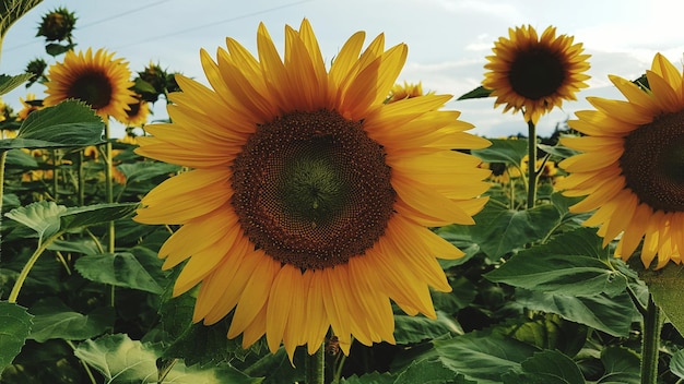 Foto sonnenblumen blühen auf dem bauernhof