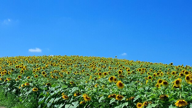Foto sonnenblumen blühen auf dem feld gegen den himmel
