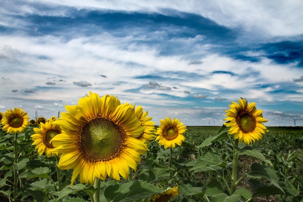 Sonnenblumen blühen auf dem Feld gegen den Himmel