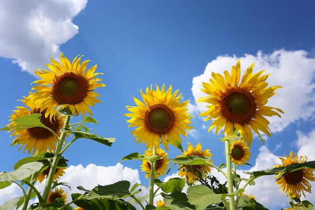 Sonnenblumen blühen auf einem bule Himmel