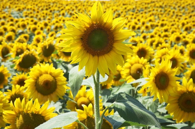 Sonnenblumen blühen im Freien