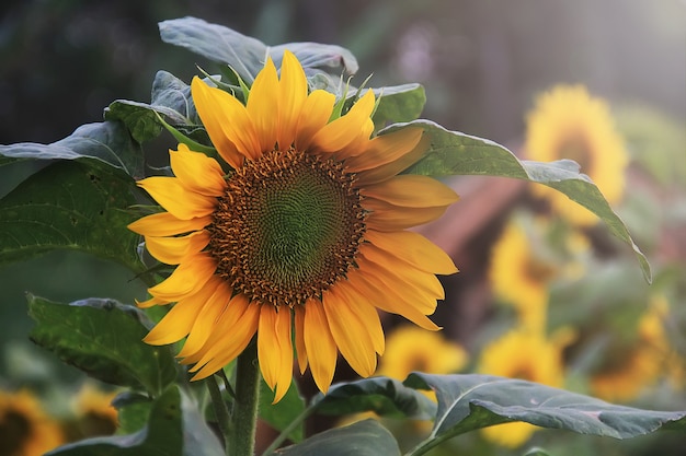 Sonnenblumen blühen im Frühling