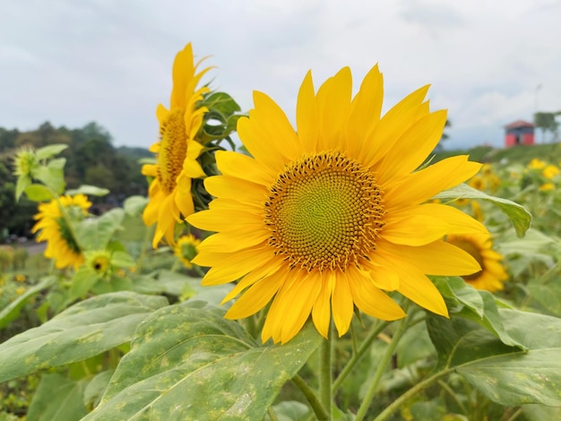 Sonnenblumen blühen im Garten der Familie Sonnenblumen für Tapeten und Hintergrund