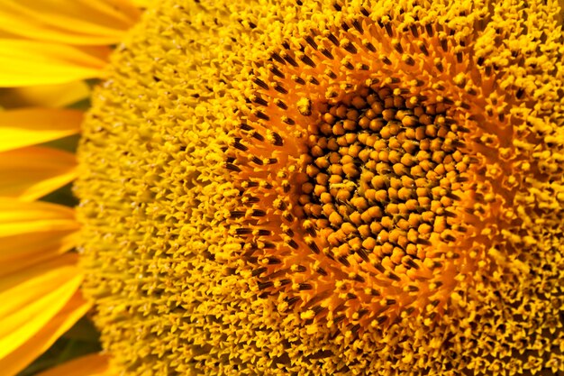 Sonnenblumen blühen im Sommer