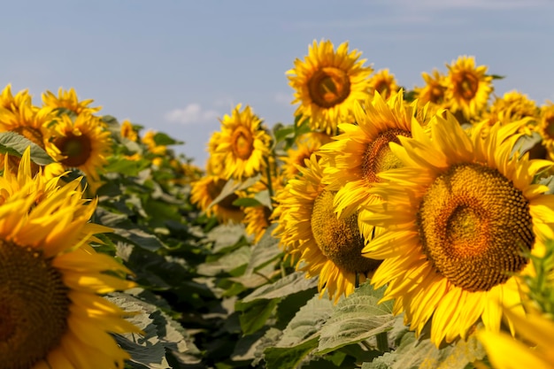 Sonnenblumen blühen im Sommer