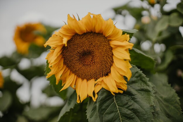 Sonnenblumen blühen in Feldlandschaft mit Sonnenblumen