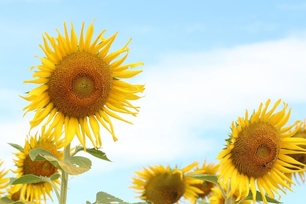 Sonnenblumen blühen und das Licht der Sonne an einem klaren Tag