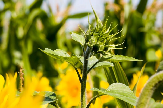 Sonnenblumen Blumen Anbau