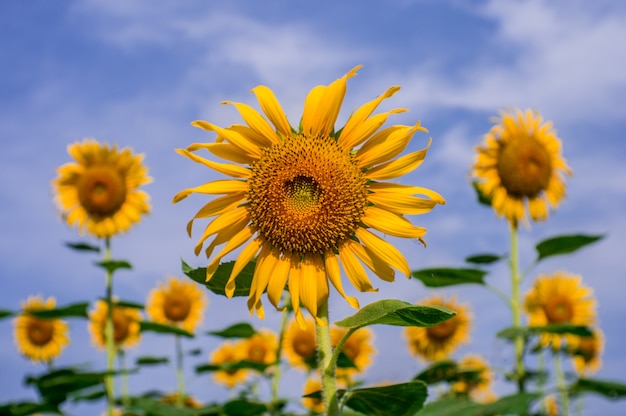 Sonnenblumen, die im blauen Himmel blühen