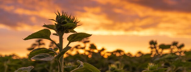 Sonnenblumen-Horizont-Magische Felder leuchten auf, als die Sonne sich verabschiedet