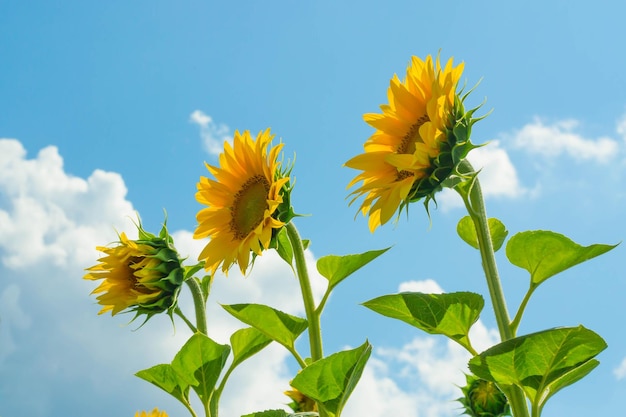 Sonnenblumen im Feld, blauer Himmel mit Wolken