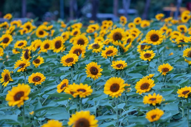 Foto sonnenblumen im feld