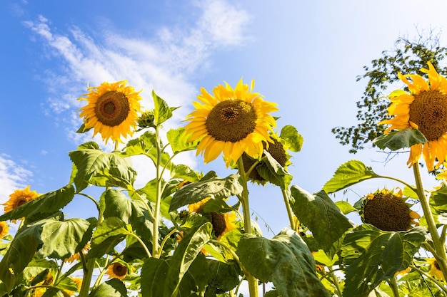 Sonnenblumen im Garten gegen den blauen Himmel