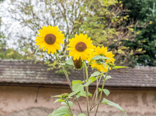 Sonnenblumen im Garten