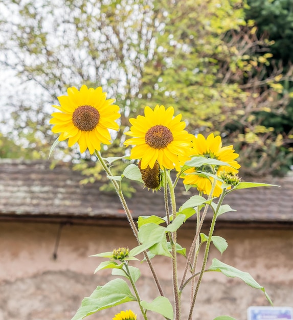 Sonnenblumen im Garten