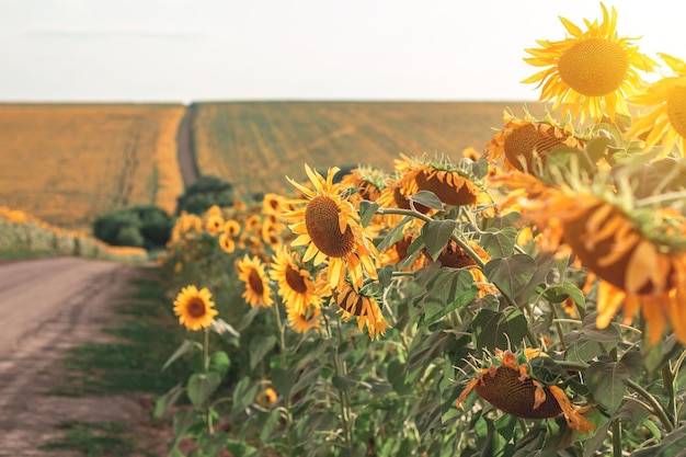 Sonnenblumen im landwirtschaftlichen Bereich Gelb blühende Sonnenblumen in der Saison