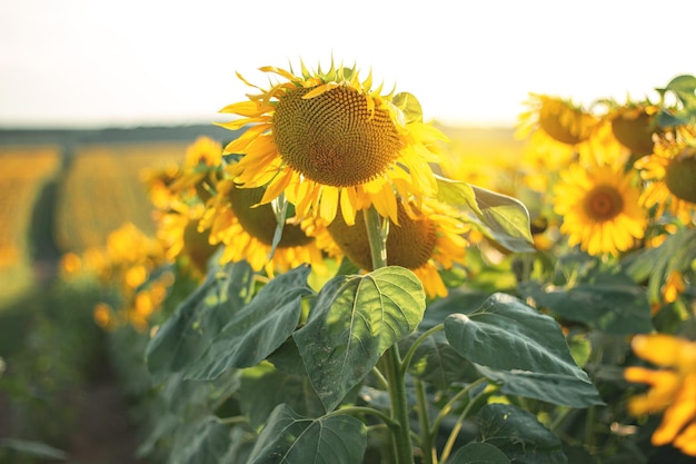 Sonnenblumen im landwirtschaftlichen Bereich Gelb blühende Sonnenblumen in der Saison