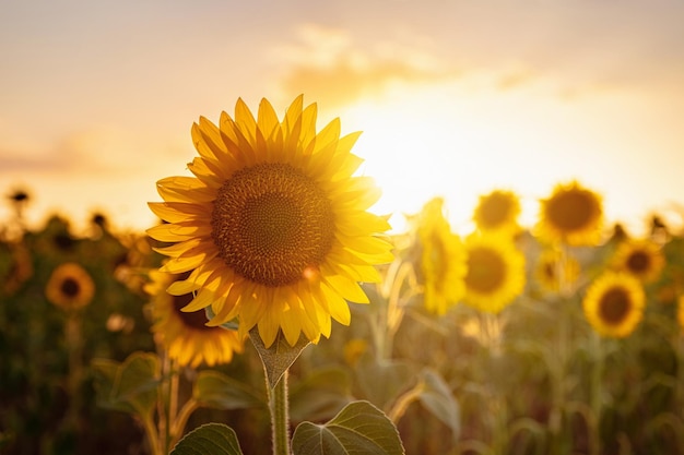 Sonnenblumen im landwirtschaftlichen Hintergrund des Feldsommers