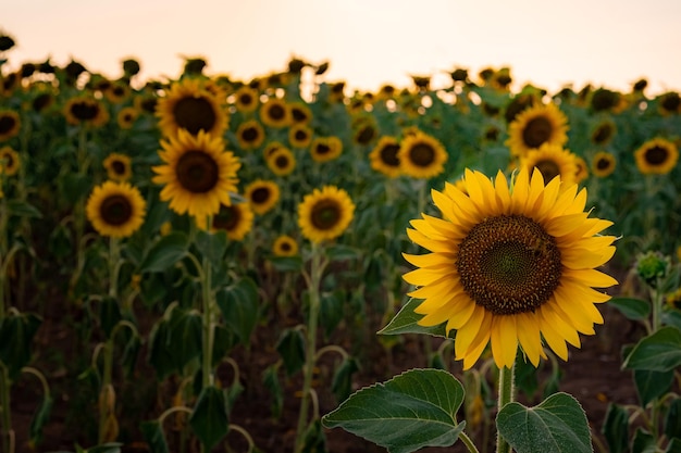 Sonnenblumen im landwirtschaftlichen Hintergrund des Feldsommers