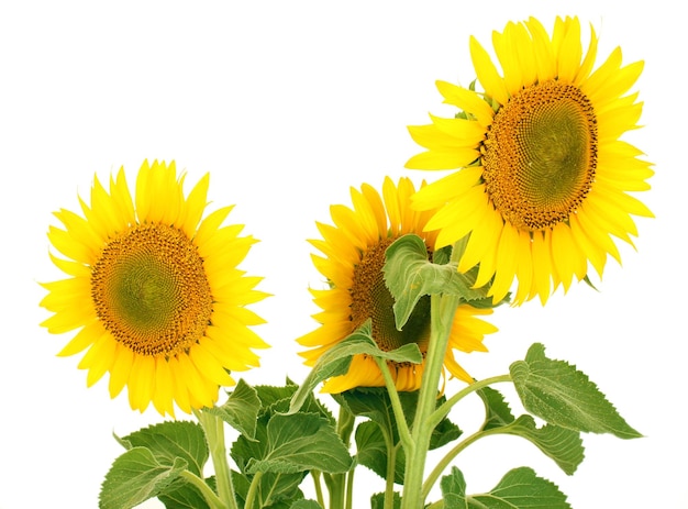 Sonnenblumen isoliert auf weiß