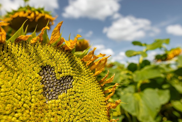 Sonnenblumen-Kulturkonzept gegen sonnigen blauen Himmel