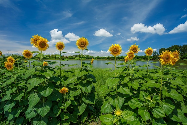 Sonnenblumen mit Biene und blauem Himmel