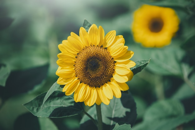 Sonnenblumen mit Sonnenlicht auf dem Feld. Auswahlfokus. Vintage Ton