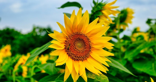 Sonnenblumen natürlicher Hintergrund Sonnenblume Blüte Nahaufnahme von Sonnenblumensamen Sonnenblüten