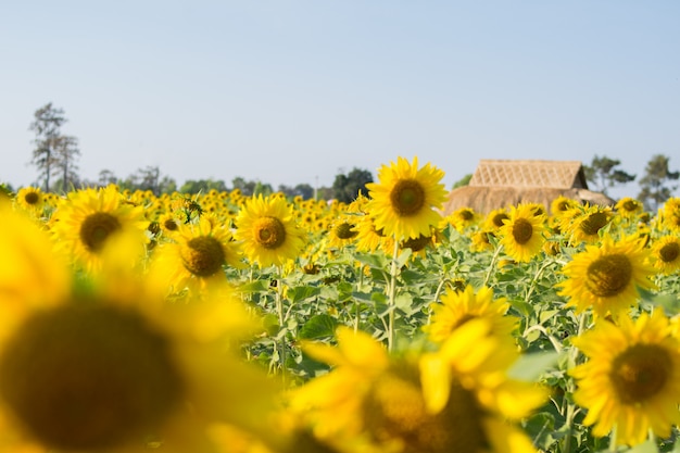 Sonnenblumen-Naturfeld