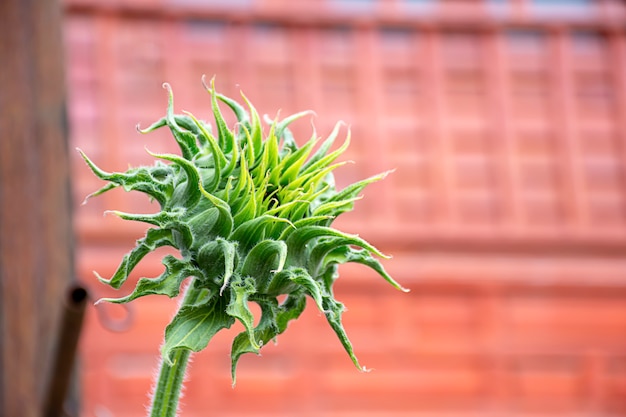 Sonnenblumen oder Helianthus Annuus warten auf zu blühen.