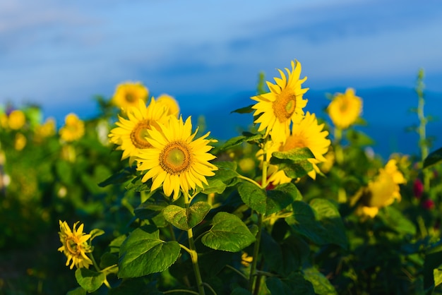 Sonnenblumen Sonnenaufgang am Morgen