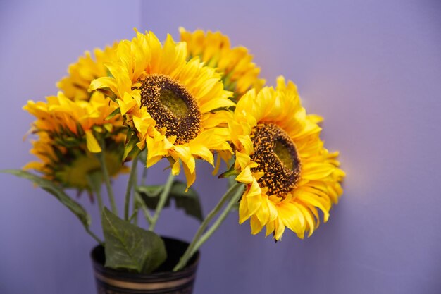 Sonnenblumen stehen in einer Vase mit violettem Hintergrund