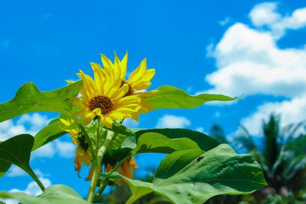 Sonnenblumen und blauer Himmel Sommerhintergrund Rechter Kopierraum