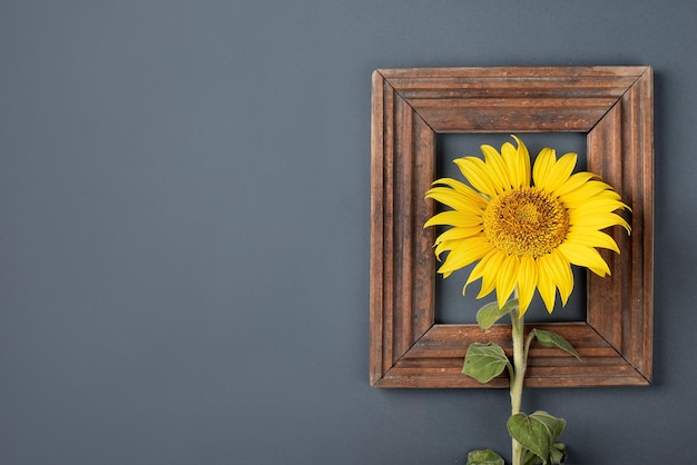 Sonnenblumen- und Holzrahmen auf einem grauen Hintergrund kopieren Raum