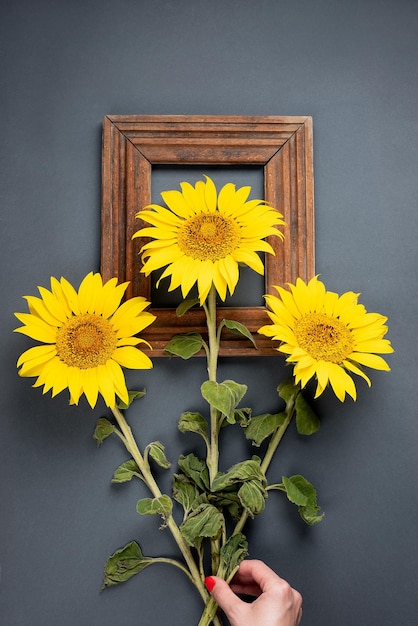 Sonnenblumen- und Holzrahmen auf einem grauen Hintergrund kopieren Raum