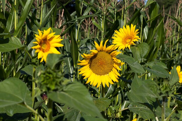 Sonnenblumen während der Blüte bei sonnigem Wetter