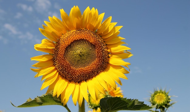 Sonnenblumen wandten sich der Sonne zu Isolierte Sonnenblume gegen einen blauen Himmel
